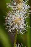 American bur-reed